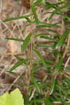 Flaxleaf whitetop aster